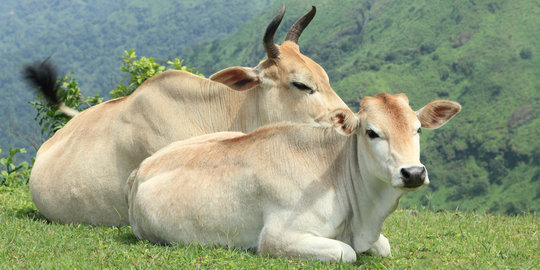 Tekan Impor Sapi, BUMN Rencana Beli Peternakan di Belgia