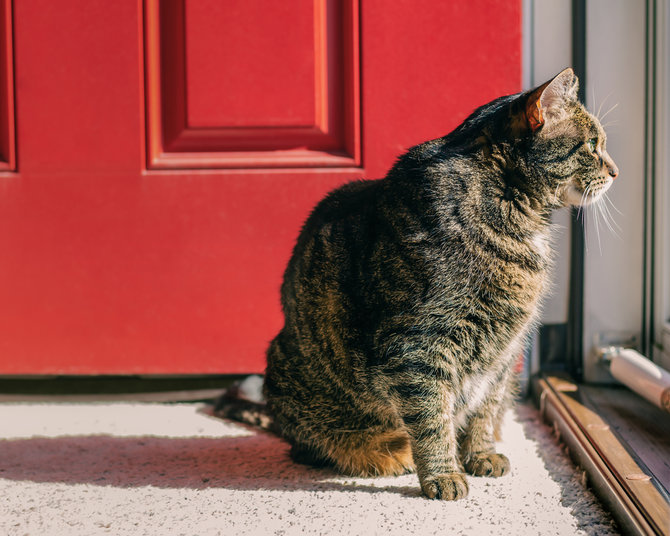 Sering Bikin Gemas, Ini Alasan di Balik Kebiasaan Kucing Duduk di 