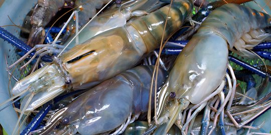 Genjot Ekspor Petani Udang, PLN Listriki 7 Tambak di Bangka Belitung