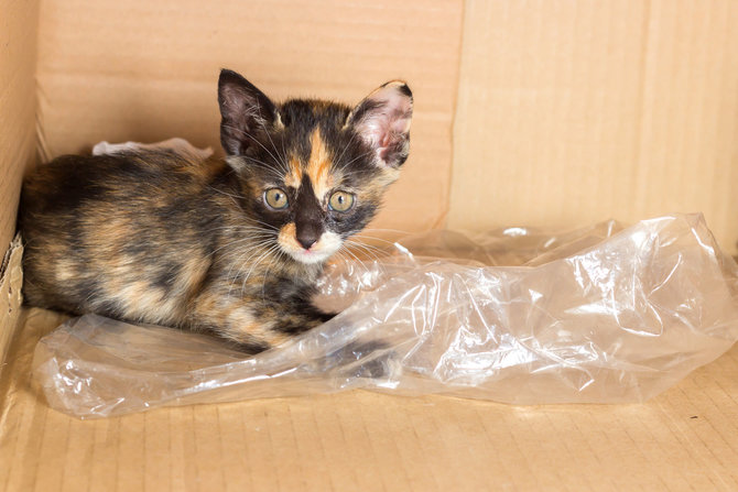 cegah kucing berjalan di atas perabotan berbekal 4 bahan murah meriah