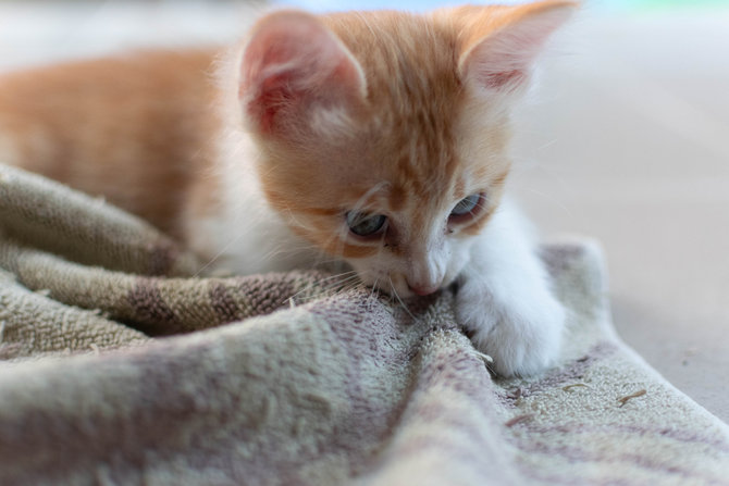 cegah kucing berjalan di atas perabotan berbekal 4 bahan murah meriah