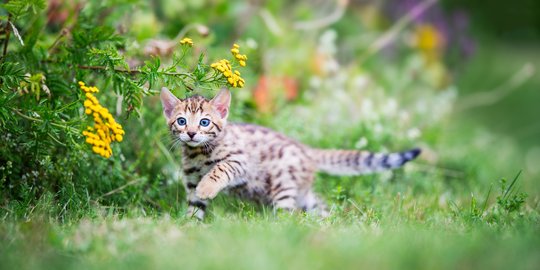 Cegah Kucing Kesayanganmu Jadikan Kebunmu sebagai Pengganti Kotak Pasir