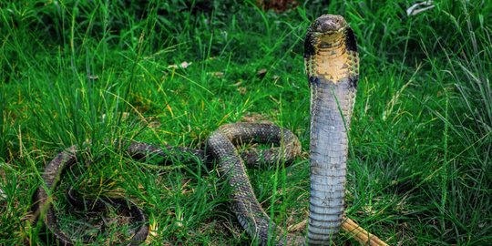 King Kobra, Ular Pembunuh Berbisa Terpanjang di Dunia