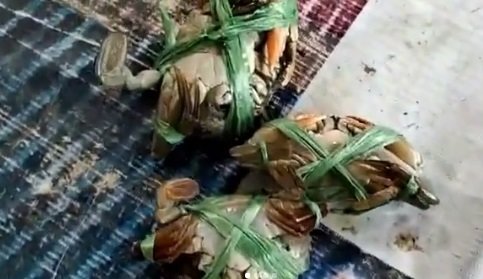 kisah pilu bocah berusia 11 tahun kerja cari kepiting demi penuhi kebutuhan keluarga