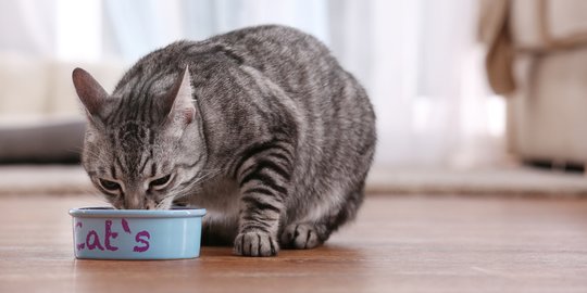 Tips Mudah Pilih Cat Food untuk Kucing dengan Pencernaan Sensitif
