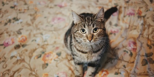Temukan Solusi Ampuh Cegah Kucing Pipis di Atas Karpet Barumu, Ada Beragam Alasannya!