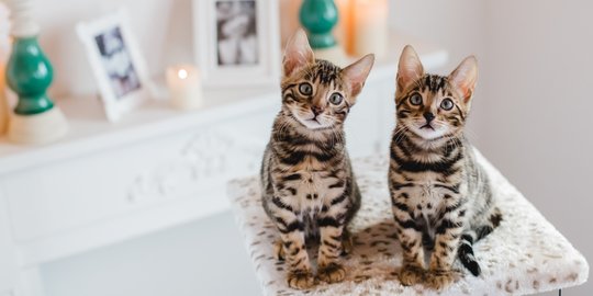 Super Aktif, Pahami Kebutuhan Kucing Bengal dari Anakan hingga Dewasa