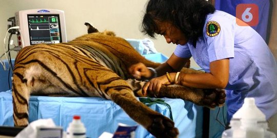 Kisah Dokter Yanti, Belasan Tahun Jadi 'Pahlawan' Bagi Satwa Liar di Hutan Sumatra