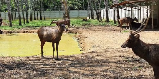 Potret Lokasi Penangkaran Rusa Milik Pensiunan Jenderal Polisi, Luasnya 2 Hektare