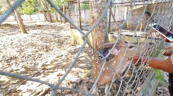 potret lokasi penangkaran rusa milik pensiunan jenderal polisi