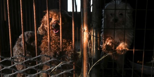 Gibran Diminta Larang Perdagangan dan Konsumsi Daging Anjing di Solo