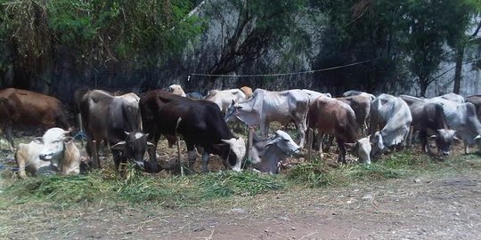 BUMN Rencana Beli Peternakan Sapi di Belgia, Apa Untungnya?