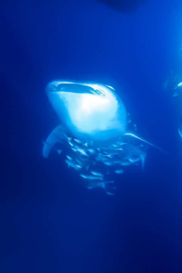serunya berenang bersama hiu paus