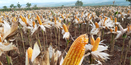 Kemenko Perekonomian: Harga Jagung Mahal karena Produksi Tidak Stabil