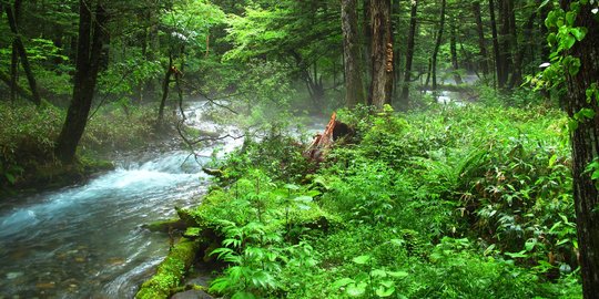 8 Manfaat Berjalan Di Hutan Bagi Kesehatan Bantu Turunkan Tekanan Darah Merdeka Com
