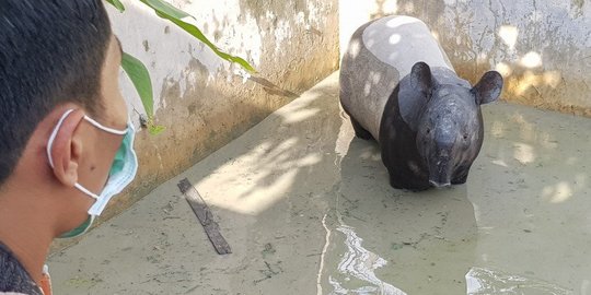 2 Tembakan Bius Gagal, Warga Akhirnya Turun ke Kolam Evakuasi Tapir Liar