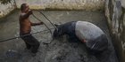 Upaya Penyelamatan Tapir Terjebak di Kolam Ikan Warga