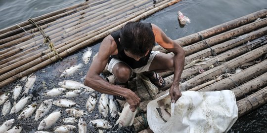 Ribuan Ikan Muara di Batu Bara Sumut Mati Secara Misterius