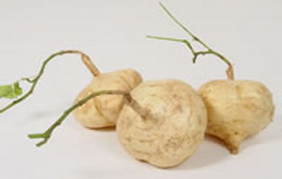 bengkoang