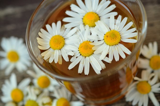 ilustrasi teh chamomile
