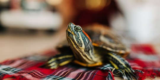 6 Cara Merawat Kura-Kura Peliharaan Agar Tumbuh Sehat