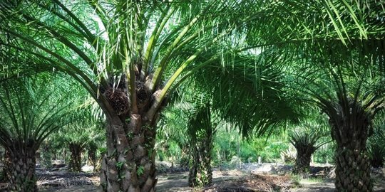 peran industri kelapa sawit dalam pembangunan ekonomi indonesia