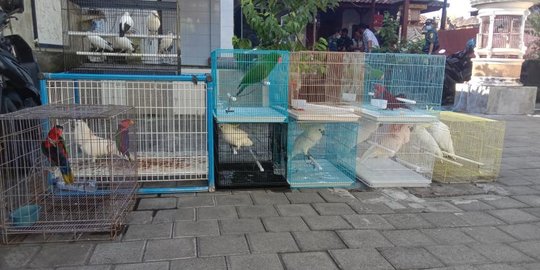 KLHK Sita Puluhan Satwa Dilindungi dari Sebuah Rumah di Kuta Bali