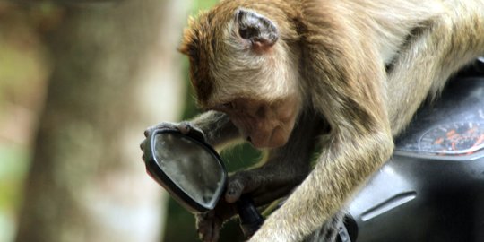 Diserang Monyet, Anak Kecil di Palmerah Mendapat 22 Jahitan