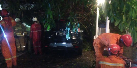 Hujan Lebat, Pohon Tumbang Timpa Mobil di Jaksel