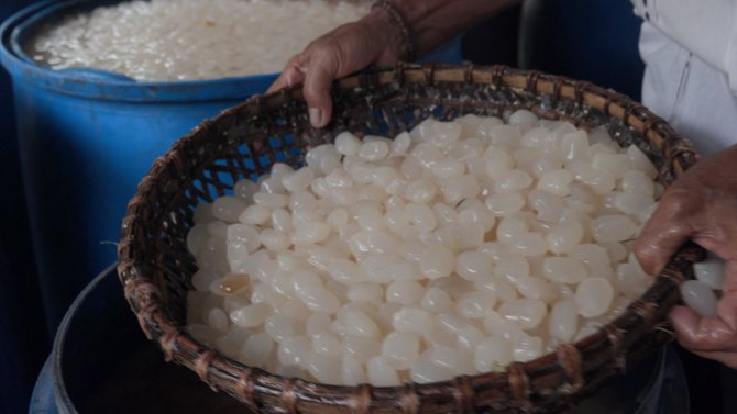 petani kolang kaling