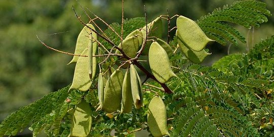 12 Khasiat Kayu Secang Bagi Kesehatan Tubuh, Dapat Mencegah Tumor