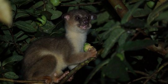 Musang Akar, Satwa Nokturnal Penghuni Lebatnya Hutan Khas Kalimantan