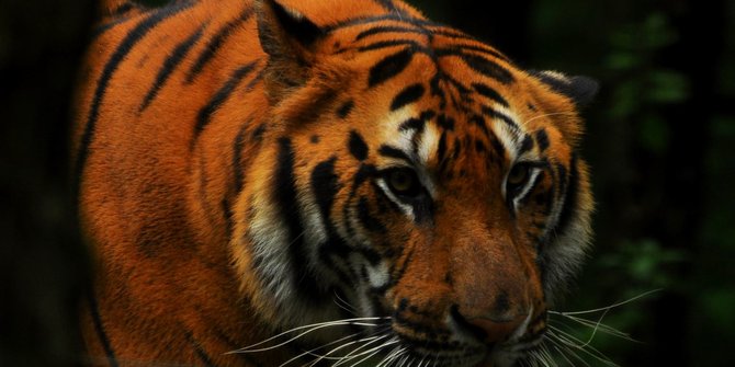 Harimau Sumatera, Raja Rimba yang Jago Berenang