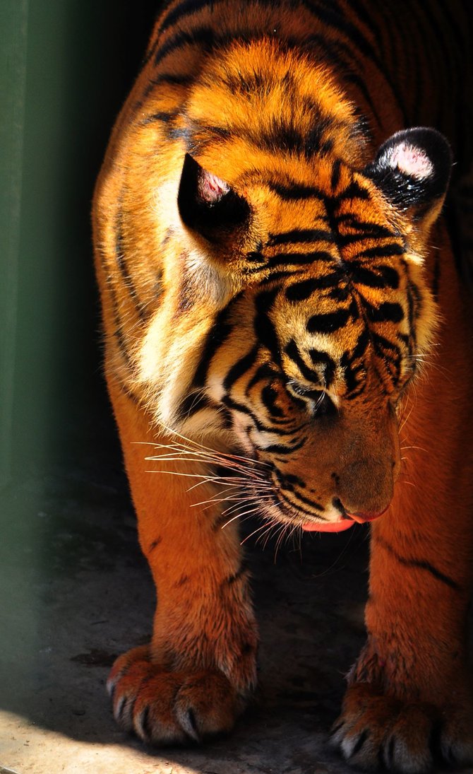 harimau sumatera