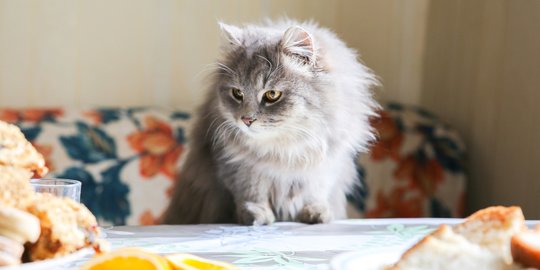 Lebih Tenang Menikmati Makanan, Ini Cara Tepat Jauhkan Kucing dari Meja Makan