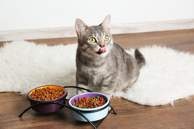 lebih tenang menikmati makanan ini cara tepat jauhkan kucing dari meja makan
