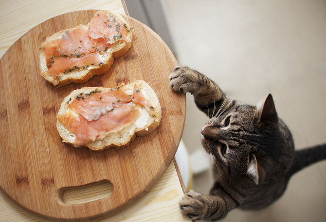 lebih tenang menikmati makanan ini cara tepat jauhkan kucing dari meja makan