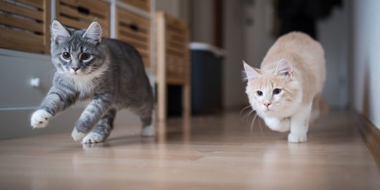 5 Aksi Kucing yang Dianggap Nakal, Dorongan Naluri Alami Jadi Penyebab Utamanya