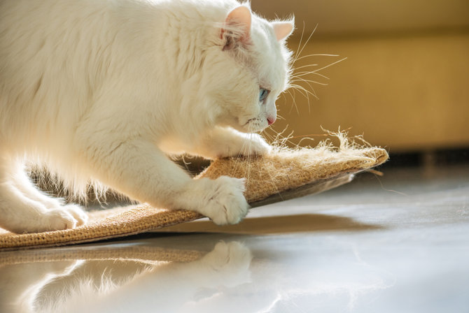5 aksi kucing yang dianggap nakal dorongan naluri alami jadi penyebab utamanya