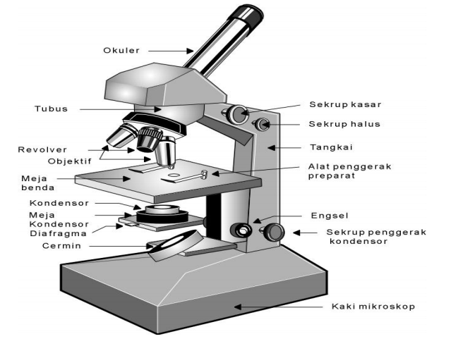 Pengertian Fungsi Dan Bagian Mikroskop Dan Cara Menggunakan Mikroskop