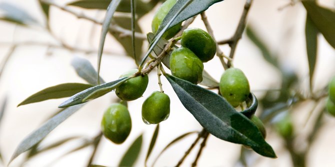 Tin kebaikan olive 10 Kebaikan