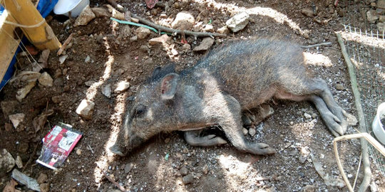 Kronologi Penangkapan Babi di Kampung Bedahan Depok