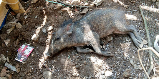 Babi Ditangkap di Kampung Bedahan Depok Disembelih