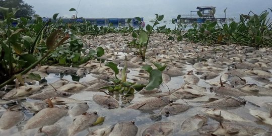 10 Ton Ikan di Danau Maninjau Mati Karena Angin Kencang