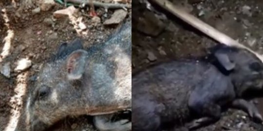 Ini Penampakan Babi Ngepet di Depok, Ditangkap Pakai Sorban Hijau & Sapu Lidi