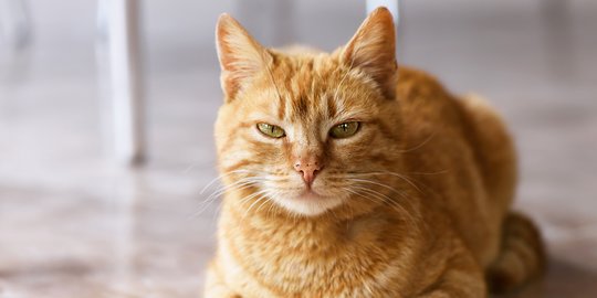 Kucing Oren Alami Sembelit? Bikin Anabul Lebih Nyaman dengan Solusi Tepat