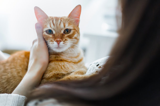 kucing oren alami sembelit bikin anabul lebih nyaman dengan solusi tepat
