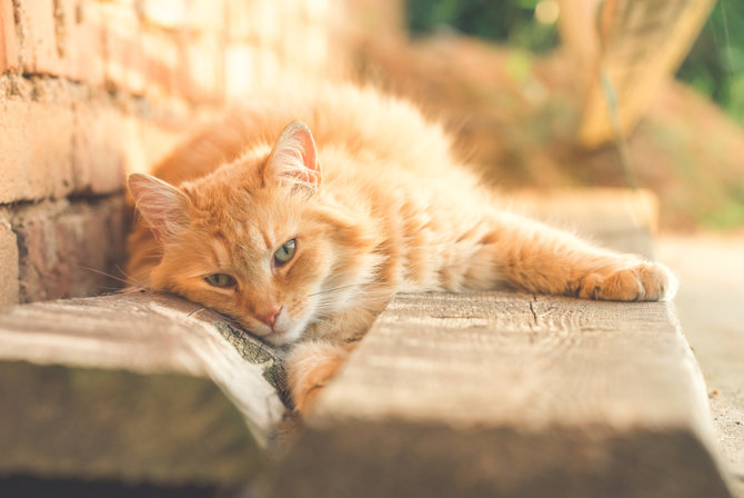 kucing oren alami sembelit bikin anabul lebih nyaman dengan solusi tepat