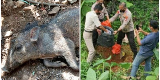 Kuburan Babi Ngepet di Depok Dibongkar Polisi, Isinya jadi Tontonan Warga