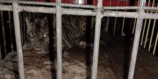 Dikira Harimau Sumatera, Macan Dahan Ditemukan Terjebak di Kamar Mandi Rumah Warga